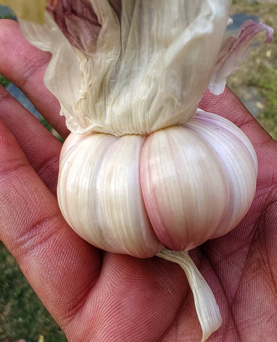 The garlic is ready! Morning harvest of about half the patch today. Nice large bulbs. #HimachalPradesh #gardens #vegetables