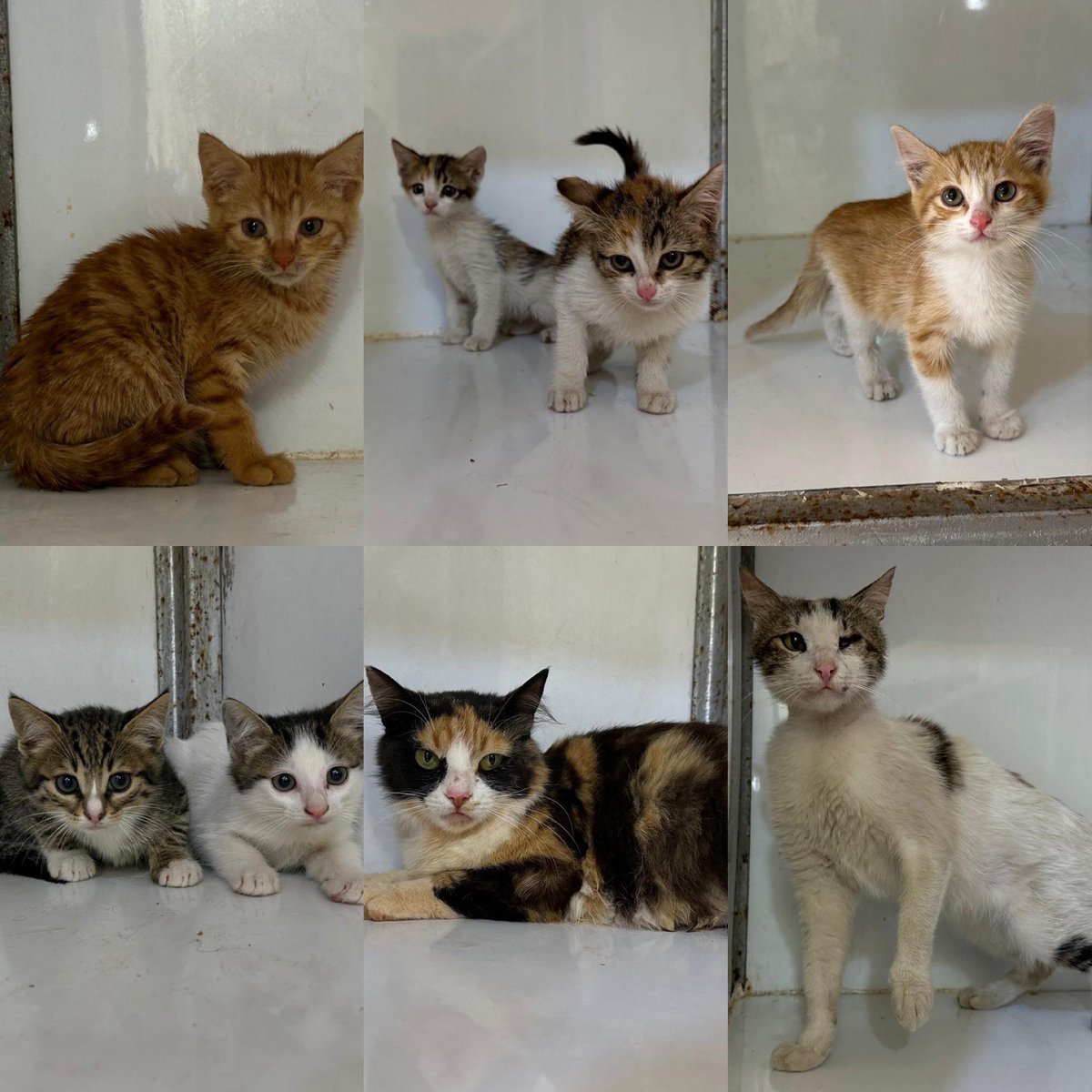 Say hello to these 8 souls rescued after their abandoned in our vet clinic.
