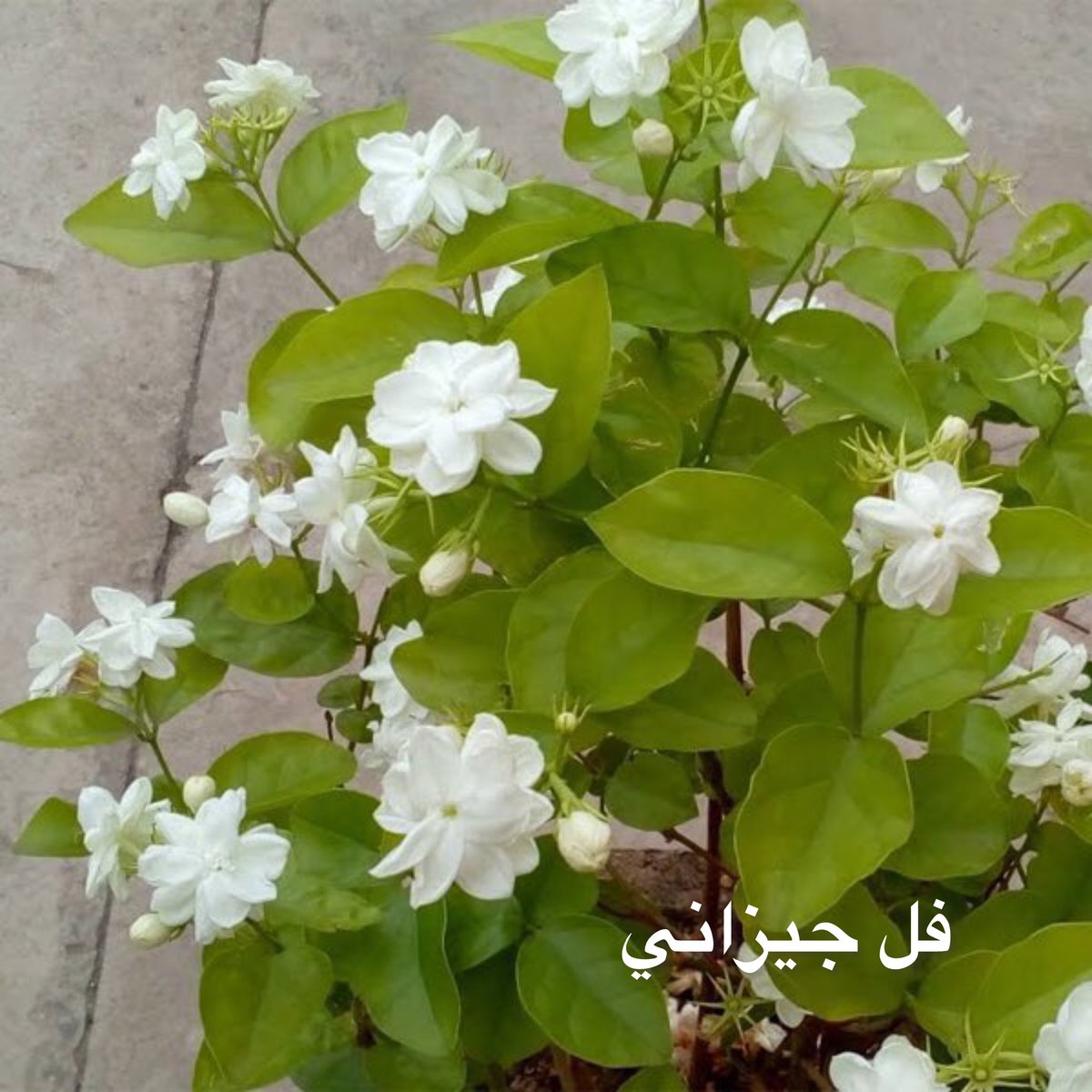 حديقة البيت tweet media