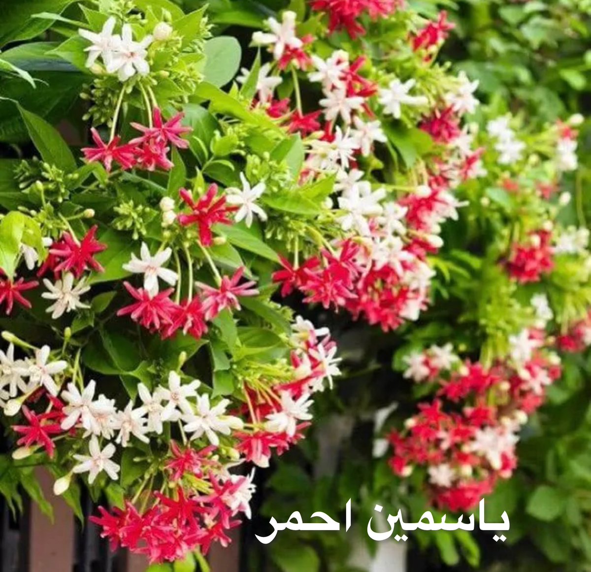 حديقة البيت tweet media