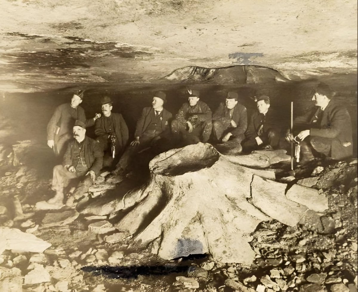 MindofMottram's tweet image. 1918
Petrified tree stump discovered in a coal mine..

#vintagephotos #amazingdiscoveries
