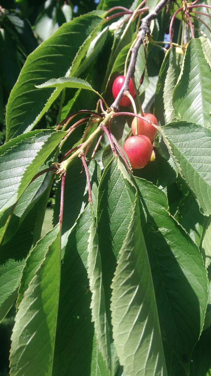 Pas encore à point. Les cerises. Elles craignent la mouche. Comme l'an passé. Douce journée à Vous.