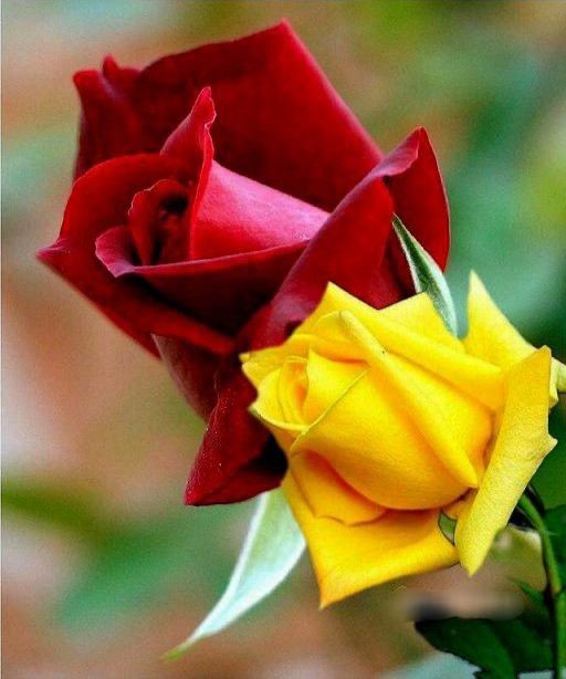 الذي يحب لا يختلق الاعذار للهرب
#صباحُ_الخير 

#جمعه_مباركة