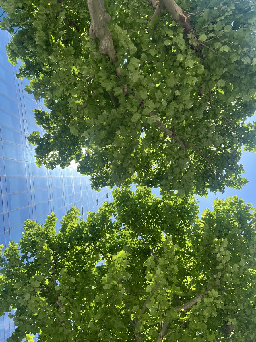 하늘을 올려다보니 이런 광경이🌿