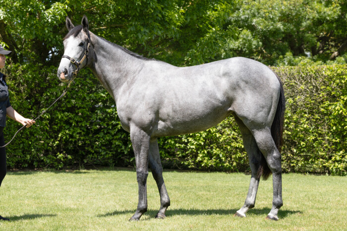 WestburyStud's tweet photo. #ReliableMan filly #GreyIce is looking to push herself into Queensland Oaks contention after an emphatic 3.8 length win at the Sunshine Coast today. Trained by @Laming_Racing the grey was a 130k purchase at @KarakaChat RTR Sale for her trainer & John White. https://t.co/k9PP3N3HxP