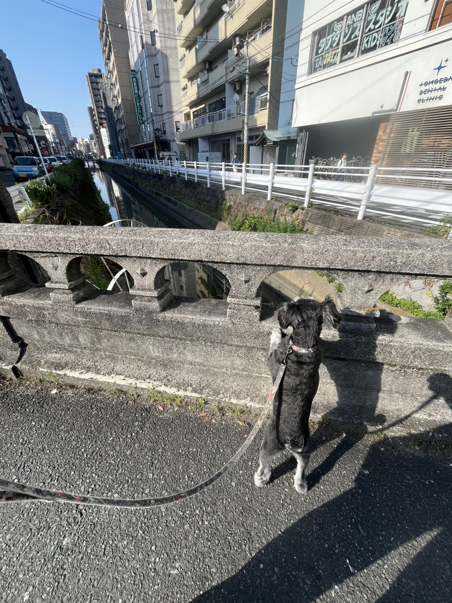 お散歩中に大発見！
可愛いわんちゃんが…！

この橋のとお〜くに…💔