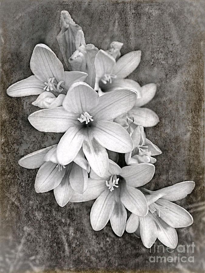 #Monochrome #Freesia #Canvas #Grunge Print by Kaye Menner #Photography Quality #prints lovely #products at:
 bit.ly/3R8JdLz