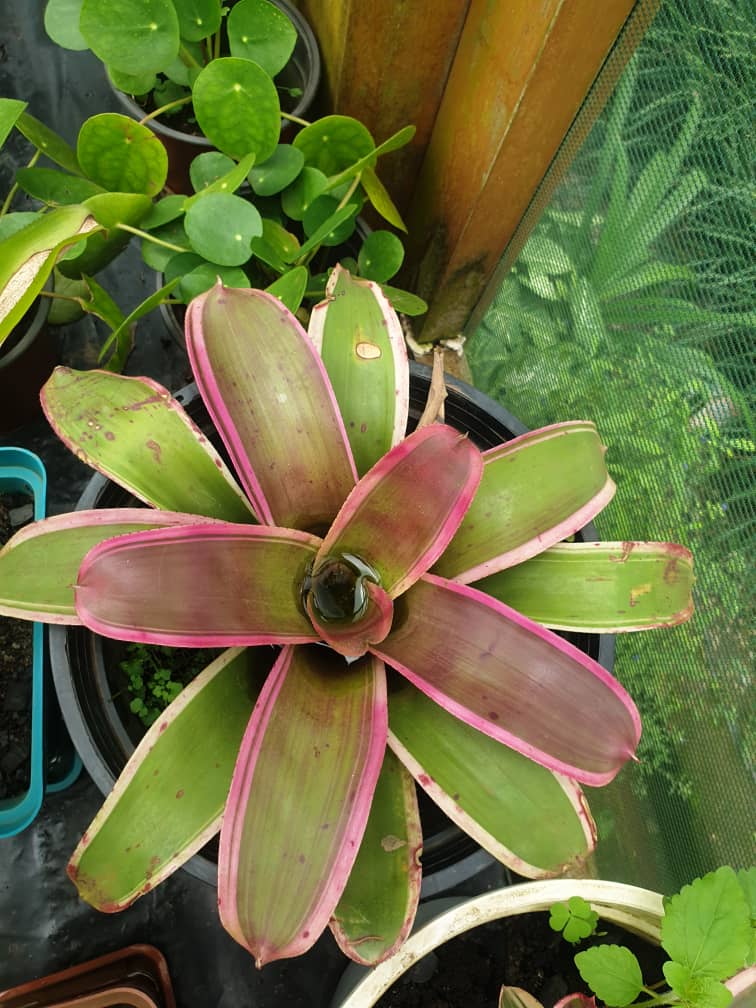 Neoregelia carolinae is the perfect plant for adding a bold statement to your decor. Its vibrant colours and unique shape make it a favourite among plant enthusiasts. Love it? Visit us this weekend at Lubowa hill, Lubowa Gardens Rise, off Lweza road or call 256785478859.