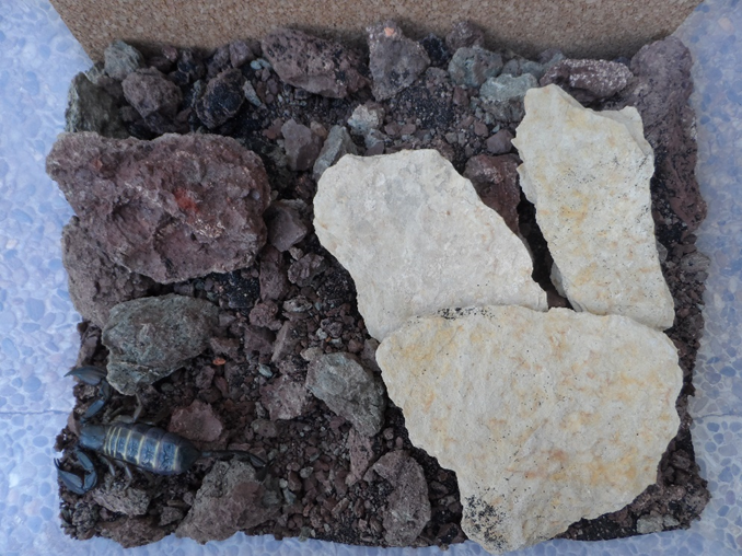 Buenos días amigos, hoy os traemos una nueva sección dirigida por Victoria Sastre, «EL RINCÓN DE VICTORIA». Y su primer artículo de la misma: EL MUNDO NATURAL QUE NOS RODEA. En esta sección ella nos hablará de la naturaleza, tocando muy diversos temas.

vuelodecuervos.blogspot.com/2024/05/el-rin…