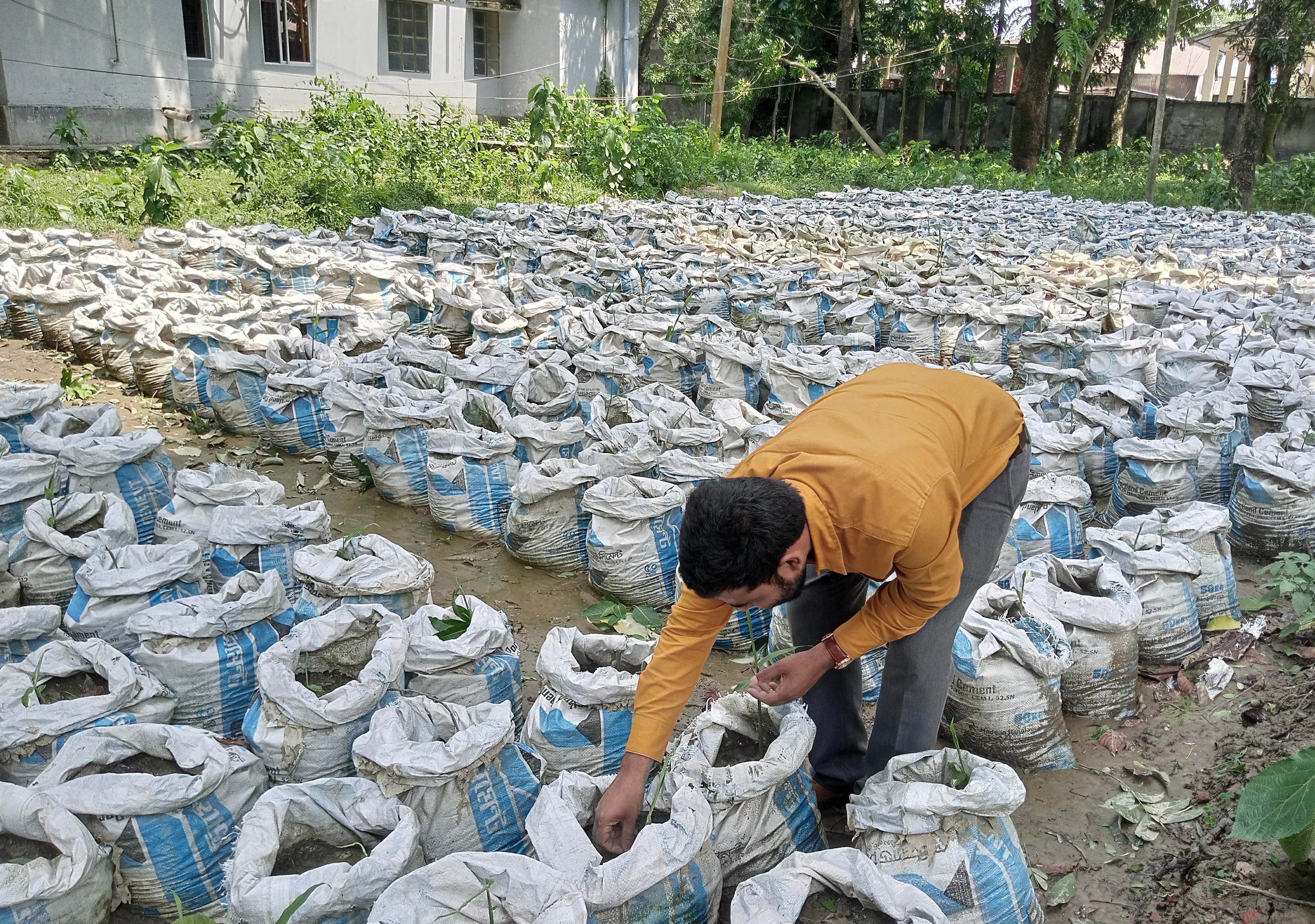 ভূমি অফিসের ফাঁকা জমিতে বস্তায় আদা চাষ
