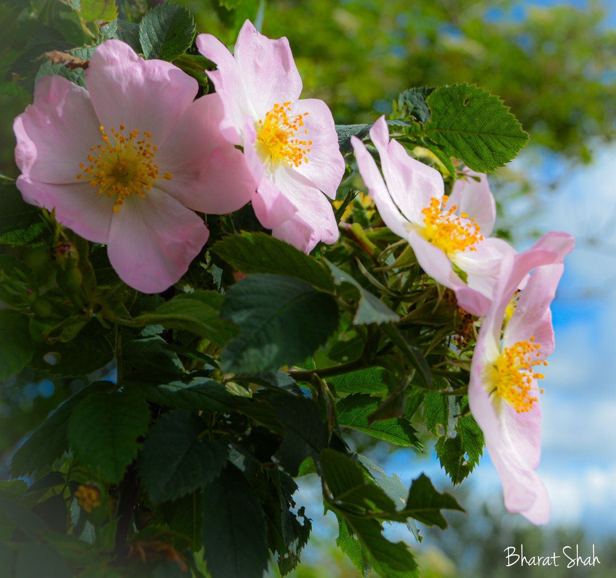 Bharat_Shah_MK's tweet image. I find significant increase in wild flowers this year. Buttercups, wild garlic, daisies and now wild roses. Not sure whether anyone shares my observation. 

Captured at the Teardrop Lakes, Milton Keynes. 

#scenesfrommk #spring2024 #ThePhotoHour #TwitterNaturePhotography