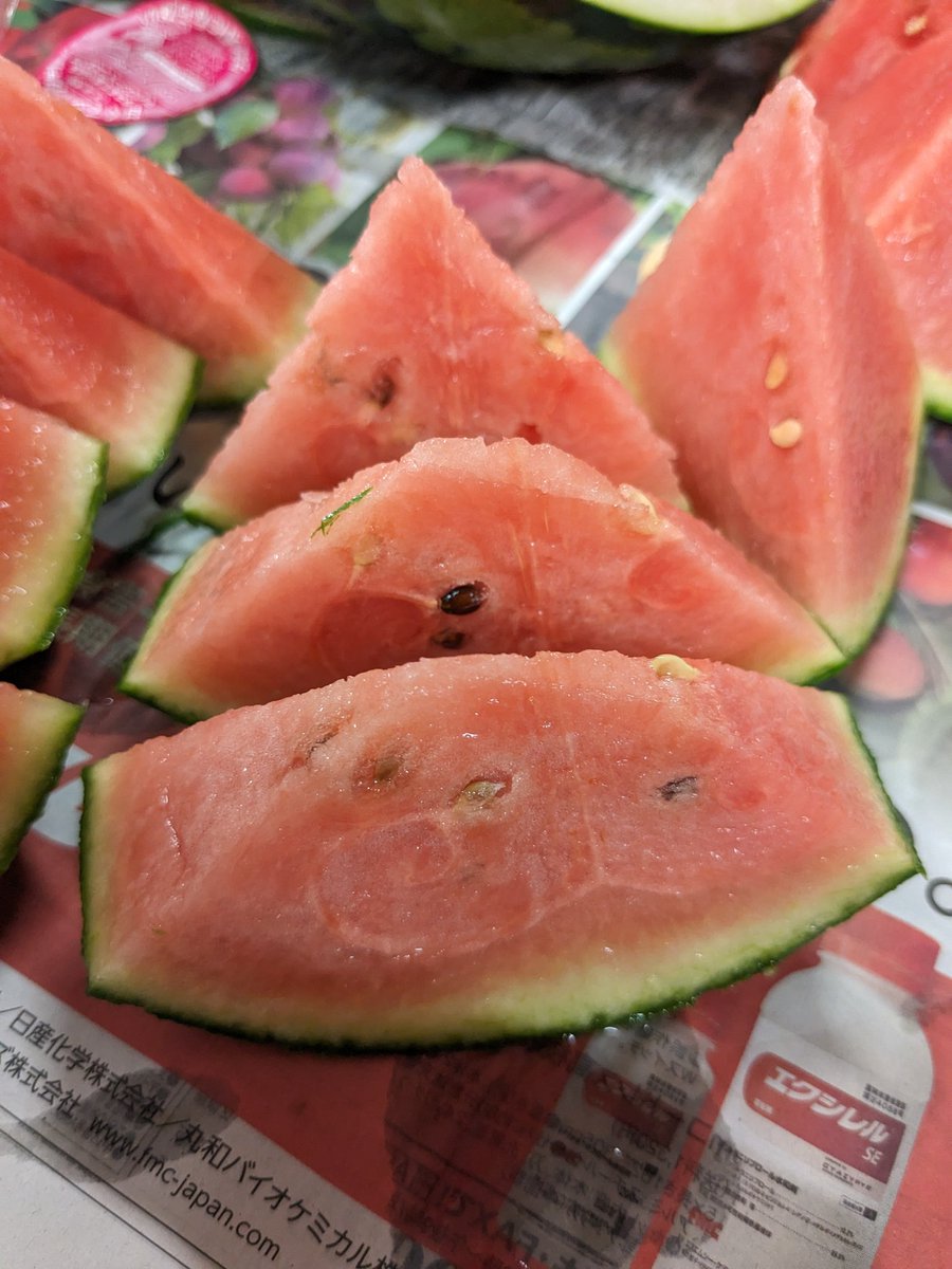 ２・神奈川県・echowu1110・ピノガール ピノガール