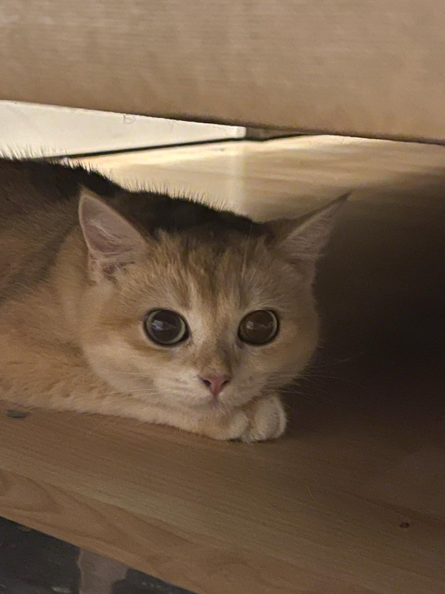 imomoff's tweet image. 🐾 Join me in welcoming Nala, the newest addition to the coding world! Ready to paw-sitively rock the keyboard and chase bugs like a pro. Let's give her a warm, whisker-tingling welcome! #NewbieDev #CatCoder