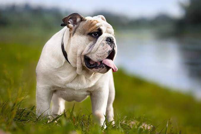 44BulldogsFC's tweet photo. "Mchimba Kisima huingia mwenyewe!"
FKF has decided to treat the dogs to a 'dig-out'. Next up! A Roysambu derby away to Kisima Youth FC .
You are not ready wena!!.... #umawao #huwangaverybad #44hvb #wearethepack #ItsAllAboutYou https://t.co/M0QEA5Ikw4