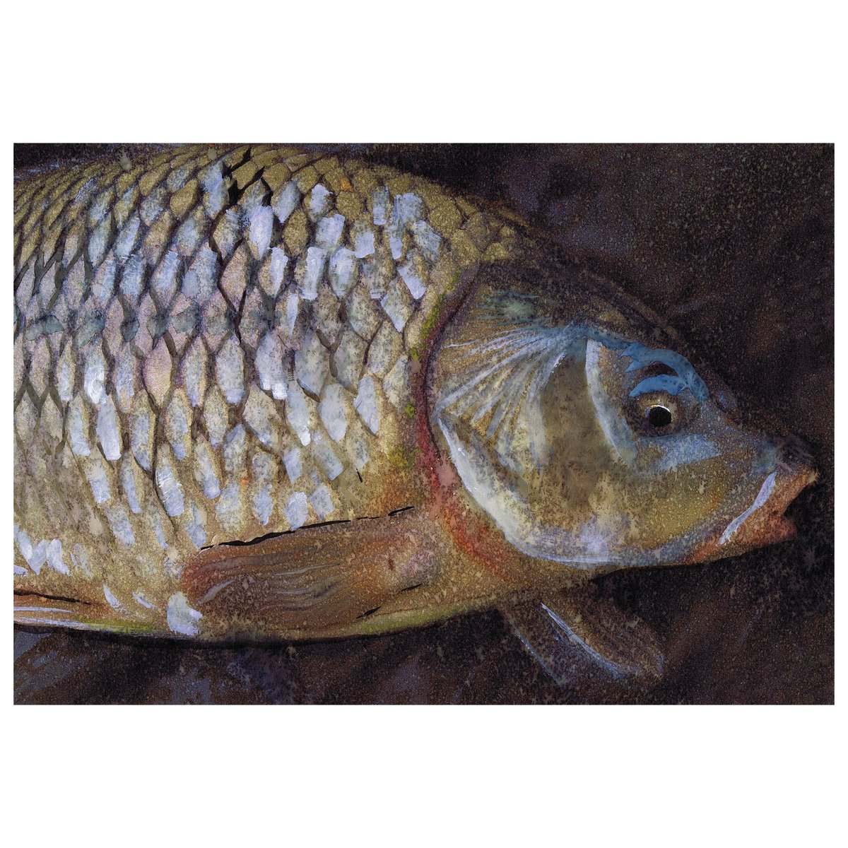 Carp Wall Art Print, Freshwater Carp Fishing Wall Décor, Hand-Signed Fishing Décor Gift By Jack Tarpon, Choice Of Sizes 11x14 12x16 tuppu.net/1c308a1a #Etsy #DogFishArtCo #RetirementDad