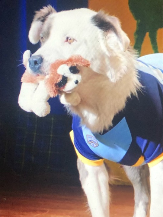 Rσƚƚყ 🐾🦴🦄 tweet media