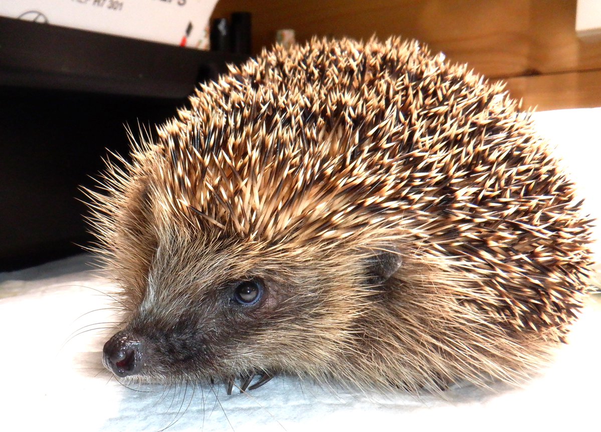 Beautiful Belina, once so desperately ill, is now looking as good and healthy outside as she is inside. Here she is watching me draw up her last injection. Belina finished her treatment today so, as she self admitted and is a local girl, I've given her a choice of beds in the