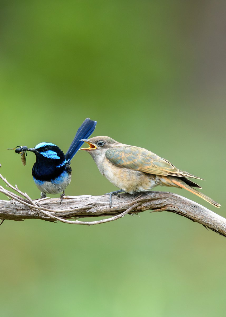 🐦Coevolution is a driving force behind generating biodiversity on Earth, explaining why there are millions of different species, according to @ANUmedia 

scimex.org/newsfeed/coevo…