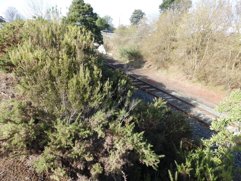 Mind your tone Lisette. 🤪 OK. 'Gorse at Colac Station - reported Oct 2023. When's it getting treated?' 'Our records show it was treated in December' 'So it would be dead by now?' 'Yes.' 'It's not dead. 80% alive. Time to audit this contractor. Want the photos?'.