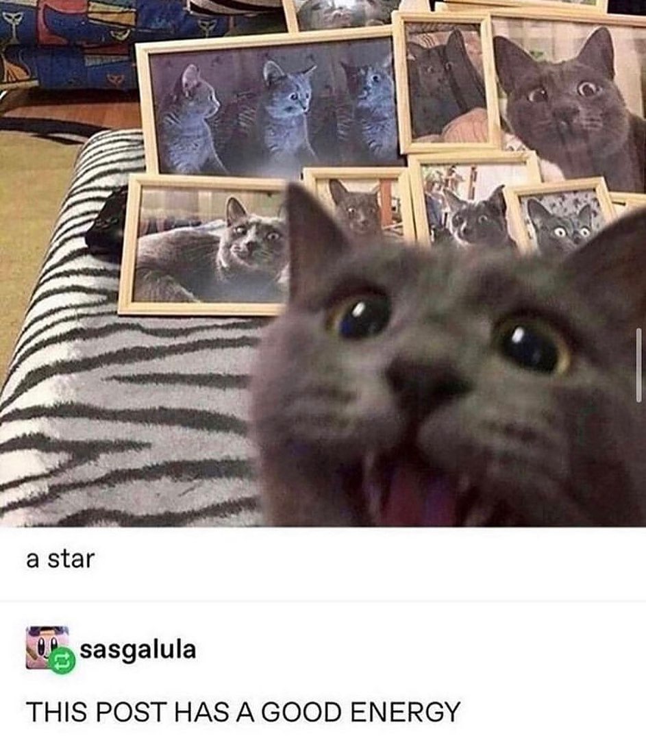 PunchingCat's tweet image. 