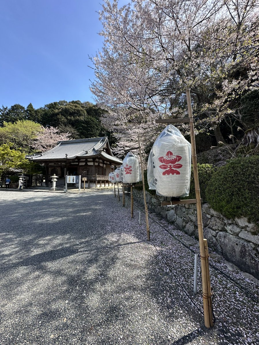 今年の4月10日、滋賀県大津市の三井寺にて。金堂から伸びる広い道ははまさに桜の回廊の様相です。母は春のこの場所もお気に入りでした。たくさんの観光客が撮影しておられましたね。
#滋賀県
#大津市
#三井寺
#金堂
#桜
#春