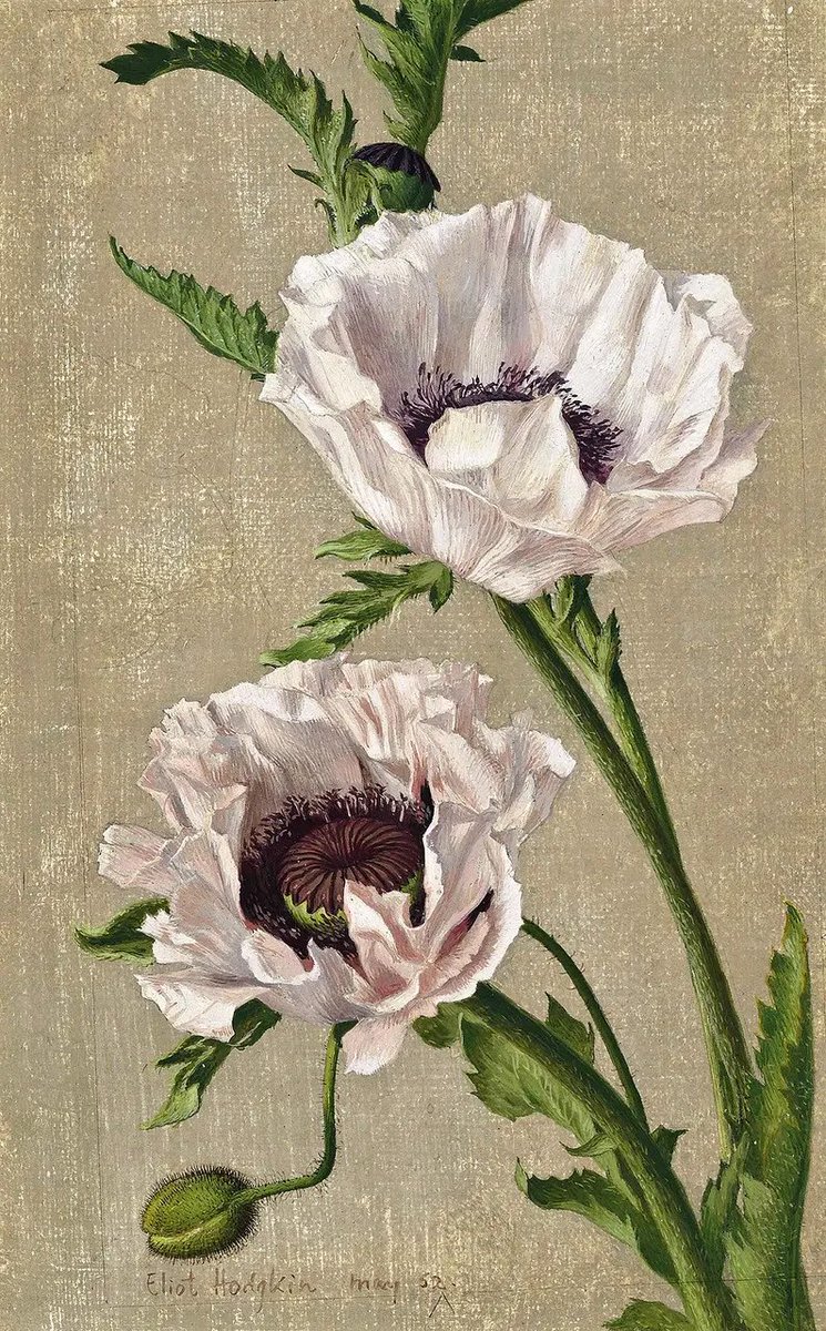 Two Pale Pink Poppies 1952 #EliotHodgkin