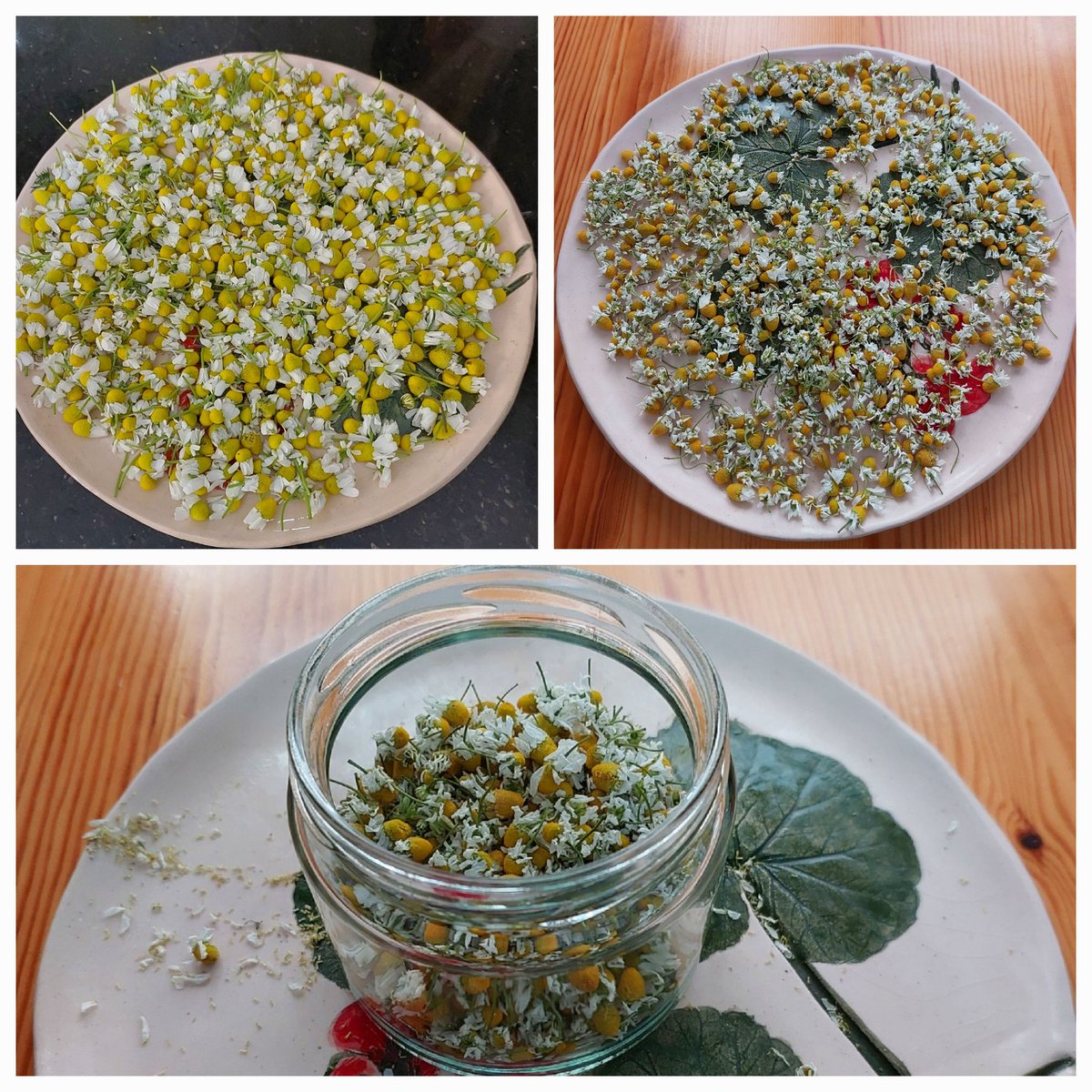 Papatyalarımı ağzı açık olarak buzdolabının normal rafında 10 gün beklettim. İçerideki hava akımı resmen kupkuru yapmış