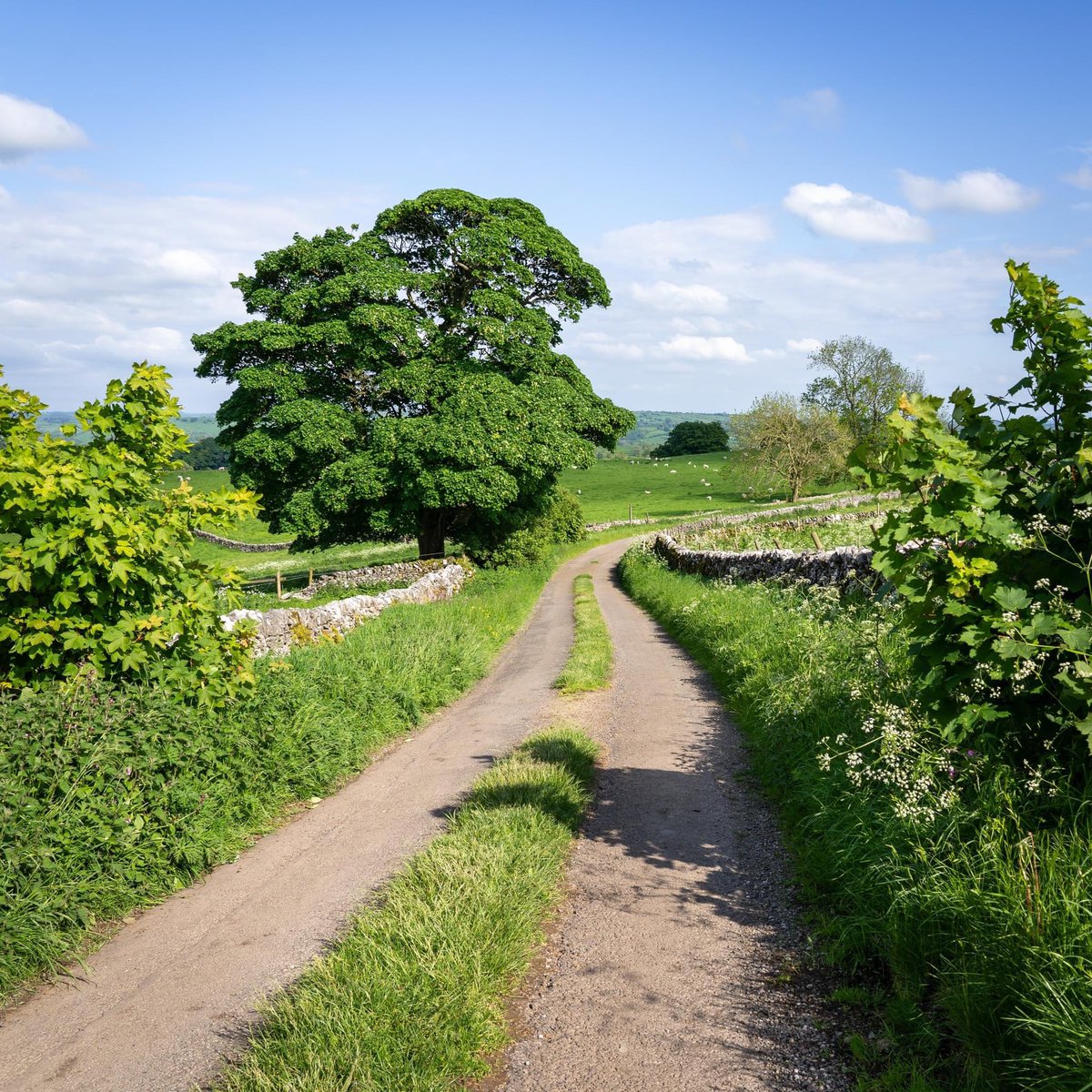 Is there a better way to spend a day than wandering an English country lane, grass in the middle, sheep on all sides and blue skies above?! This is one of my favourite #peakdistrict lanes. It offers pretty views, a little escape from the hustle and bustle - and it ends at a pub.