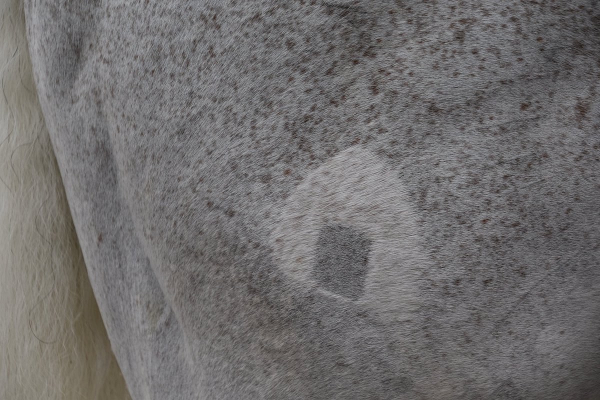 園田誘導馬
ストラディヴァリオさん🐴　

雨の中、今日もおにぎり持参で頑張ってます🍙😂