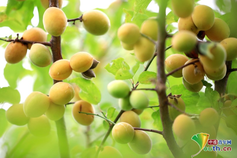 Photo taken on May 30th. Ripe plums hang over branches in a #plum garden in Huai’an, #Jiangsu Province. #fruitelovers #Chinafruit #summerfruit