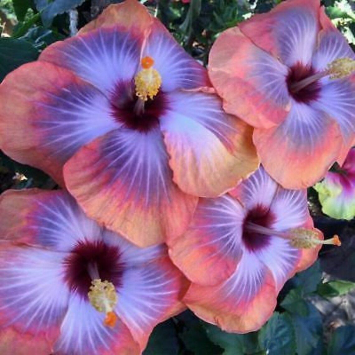 Blue Dream Hibiscus blooms for you this morning ❤️ Have a fanciful Friday and Weekend 😄