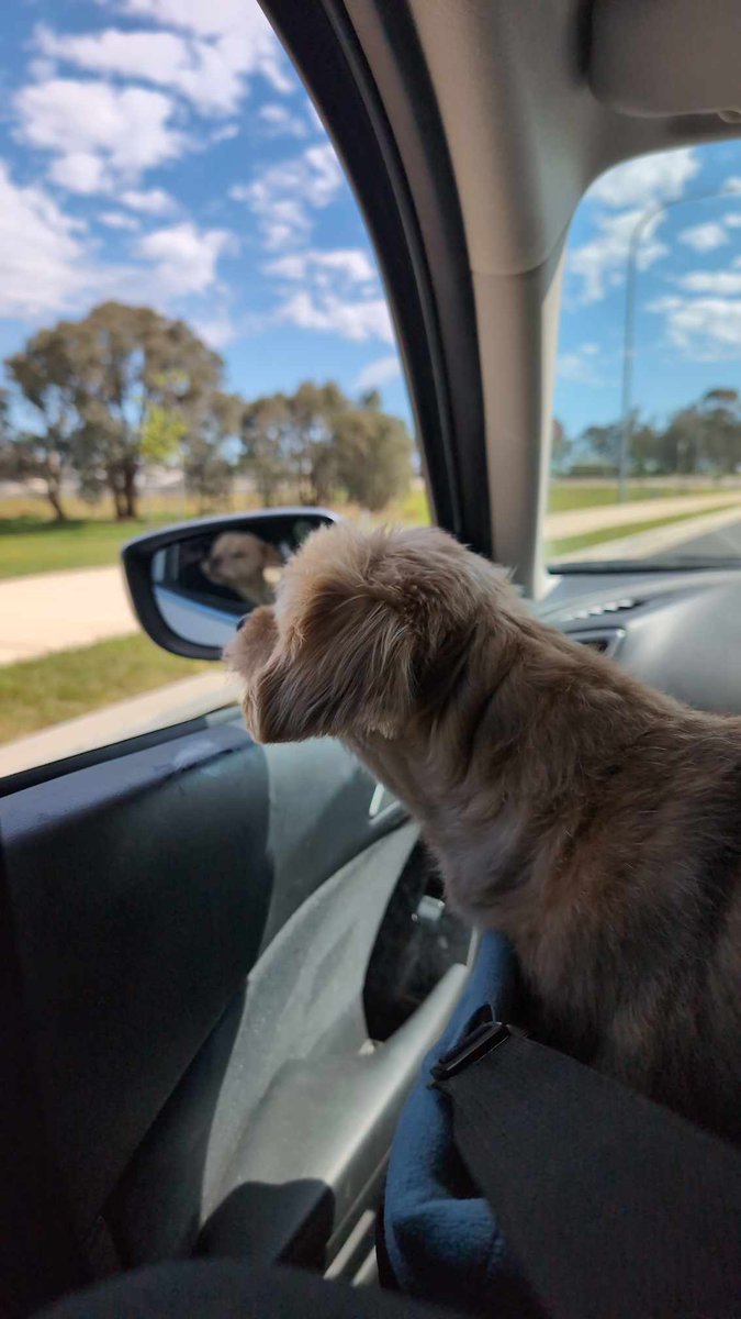 BloodyDrongo tweet media