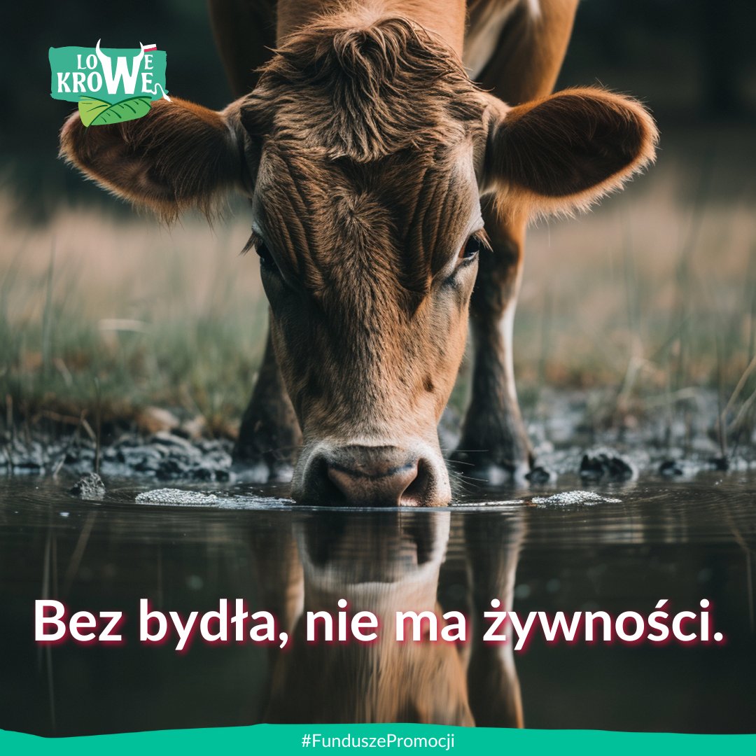 Likwidacja hodowli bydła nie ma sensu!

🔎 Biomasa, czyli wszystko to, co rośnie na polach i pastwiskach – rośliny, trawy, zboża, tylko w 20-25% trafia bezpośrednio na nasze talerze. Pozostałe 75% biomasy jest wykorzystywane i spożywane przez zwierzęta, głównie bydło. Co ważne,