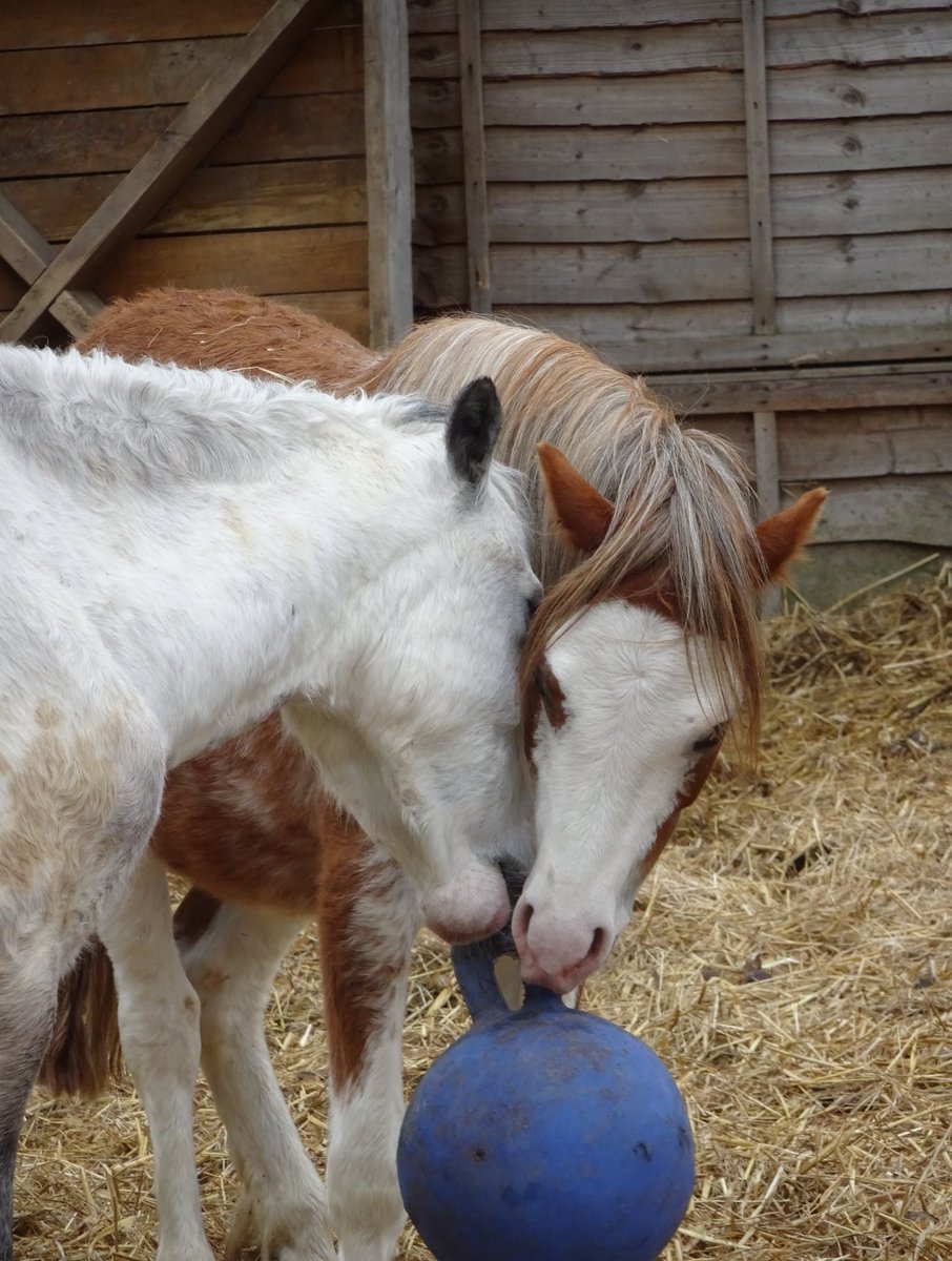 #flashbackfriday to May 2022 when Swayze and Moli had a lot of fun together :-) #ponyhour #besties