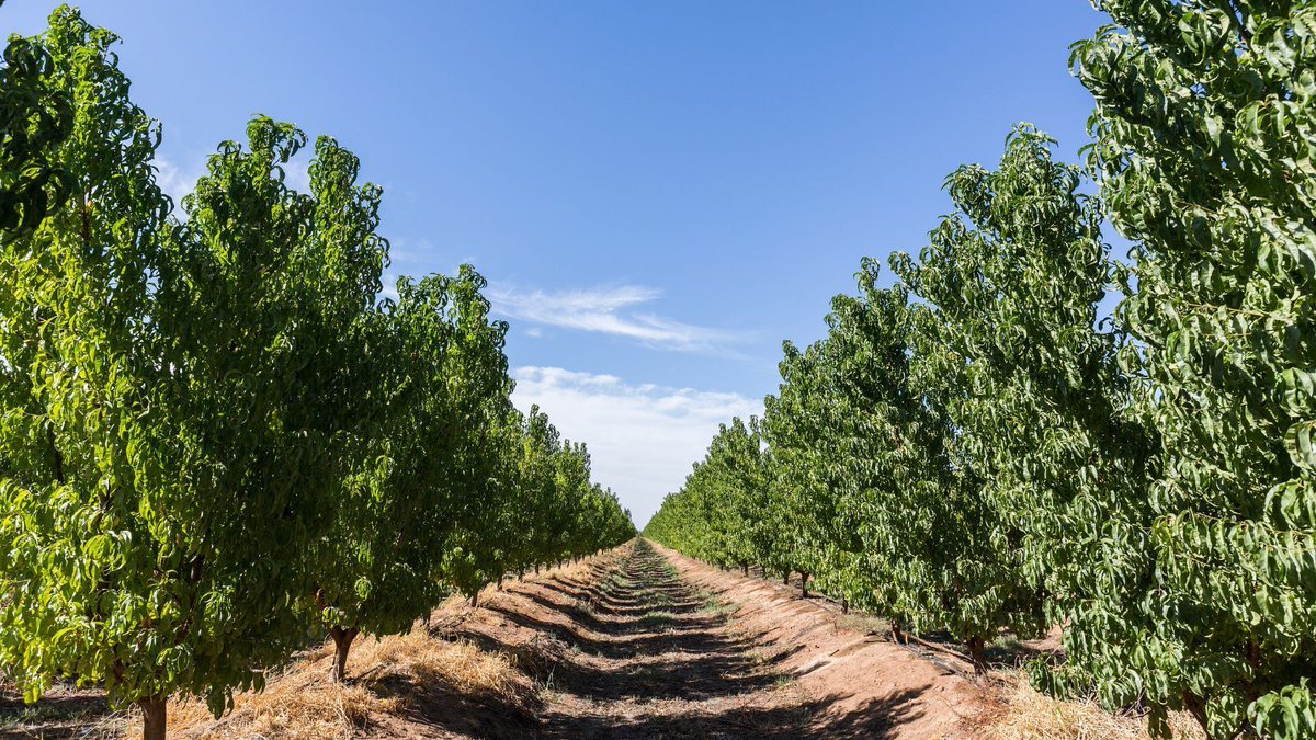 Join Ag Vic’s Nick O’Halloran and Jeremy Giddings on Tues 11 June at 12 pm to explore the opportunities to improve the energy efficiency and reduce pumping costs of your pressurised irrigation system for your horticultural business. More info: buff.ly/3X4i7sF