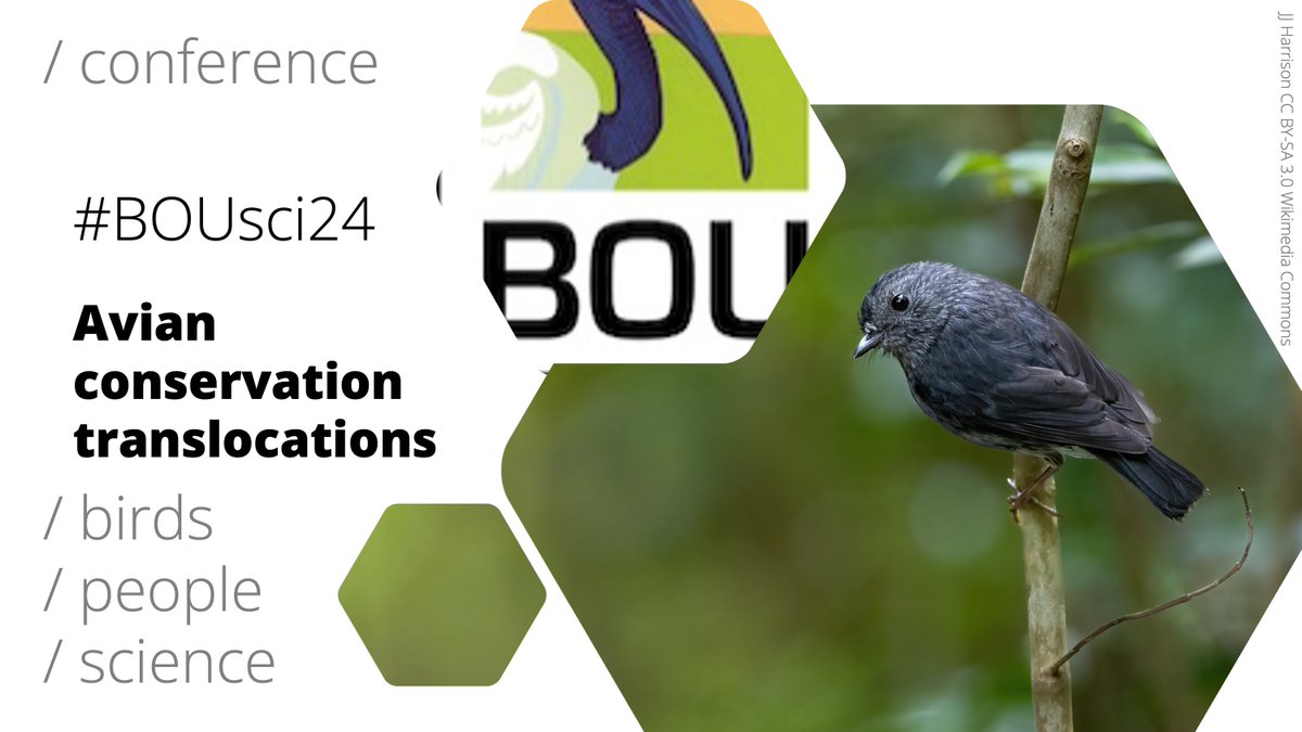 BOU 👩🏻🏫👨🏿🏫🧕🏽👳🏽♂️ 🌈 (@ibis_journal) on Twitter photo Submit now!
We're still accepting poster and X(Twitter)-only abstracts for #BOUsci24 Avian conservation translocations
12-13 Nov 2024 | Zoom & X (Twitter)  
Deadline: 31 July 2024 (0900 BST) 
bou.org.uk/event/avian-co…
#ornithology Submit now!
We're still accepting poster and X(Twitter)-only abstracts for #BOUsci24 Avian conservation translocations
12-13 Nov 2024 | Zoom & X (Twitter)  
Deadline: 31 July 2024 (0900 BST) 
bou.org.uk/event/avian-co…
#ornithology