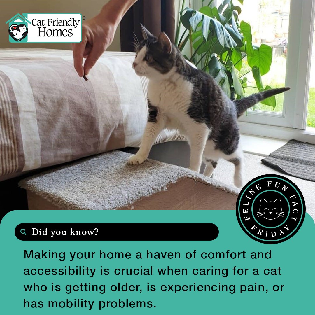 CatVets's tweet photo. Making your home a haven of comfort and accessibility is crucial when caring for a cat who is getting older, is in pain, or has mobility problems. Small changes can improve your cat’s quality of life. Read more at https://t.co/MtYSpAXZRK. 

#FelineFunFactFriday #CatFriendlyHomes https://t.co/lvCO4U3sWH