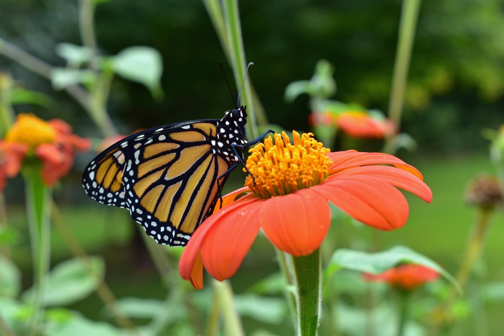 A perfect combo of a Monarch butterfly and Mexican sunflower (Tithonia diversifolia) for #FlowerFriday!
Pollinators love
Drought tolerant
Deer & pest resistant
Excellent for use as cut #flowers
Native to Mexico and Central America
Learn more about tithonia ow.ly/ji7R50S308O