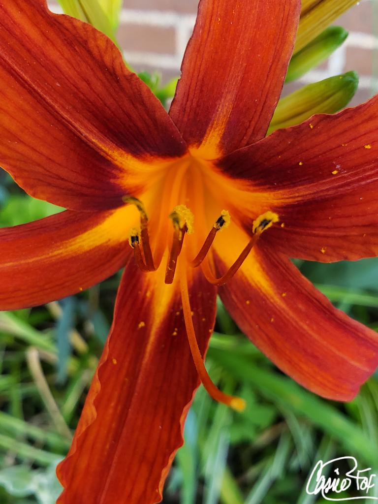 #BackyardBeauties The stunning Lilly. Think they're called Day Lillies.#Bloomers #PetalPusher #CassieJFoxPhotos 📷 #CazFoxMedia #WhitmireSC #SumterNationalForest  #NaturePhotography #DailyBlooms #Lily #Pollen #Rust #BurntOrange #Gardens #PearlOfThePiedmont