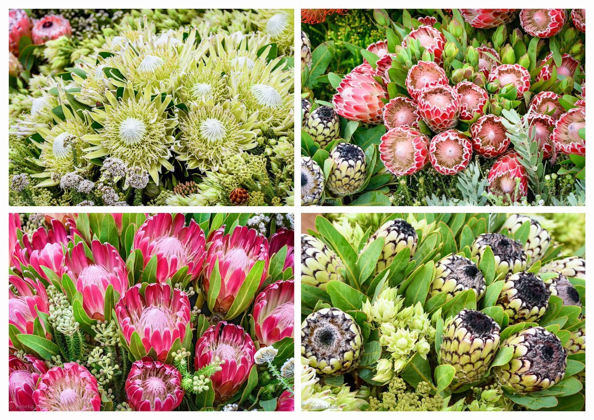 The species of Protea native to South Africa are incredibly diverse. The genus is named after Proteus, the “Old Man of the Sea”, a shape-shifting deity of Ancient Greek mythology with the power to foresee the future. I photographed these amazing #flowers at #RHSChelsea last week.