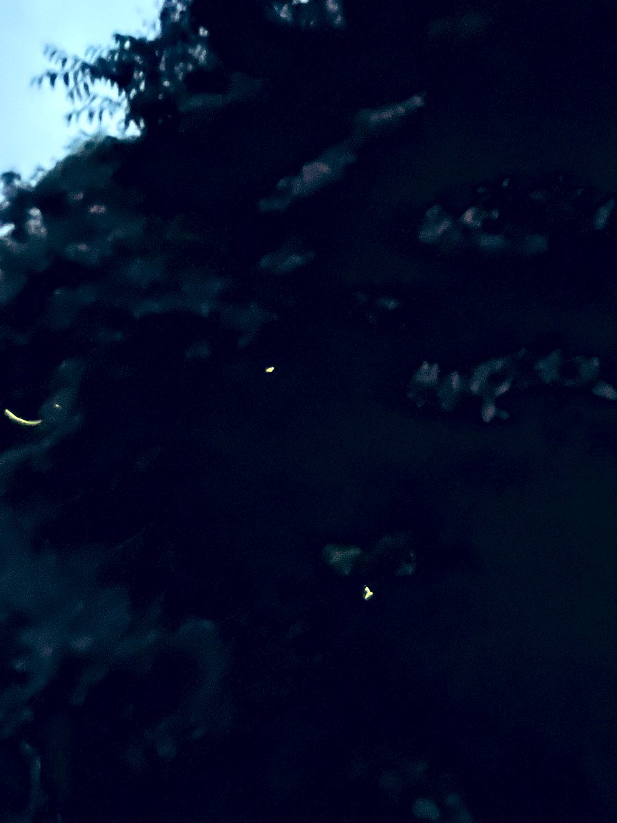 出の山ほたるまつりへ💡
ホタルの写真は上手く撮れなかったけど、暗くなるとたくさん飛んでるのが見れましたよ！

#小林市
#出の山ほたるまつり
#ホタル