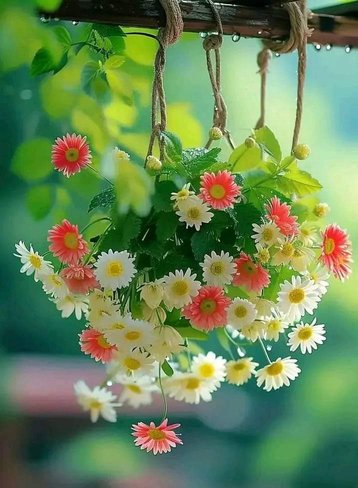 #Flower lovers don't need any special flowers. All flowers are beautiful to them >🌸🤍