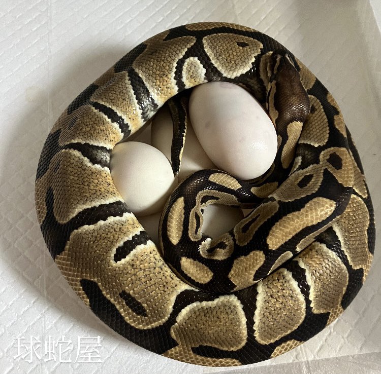 #ボールパイソン
#ballpython
#爬虫類
#球蛇屋