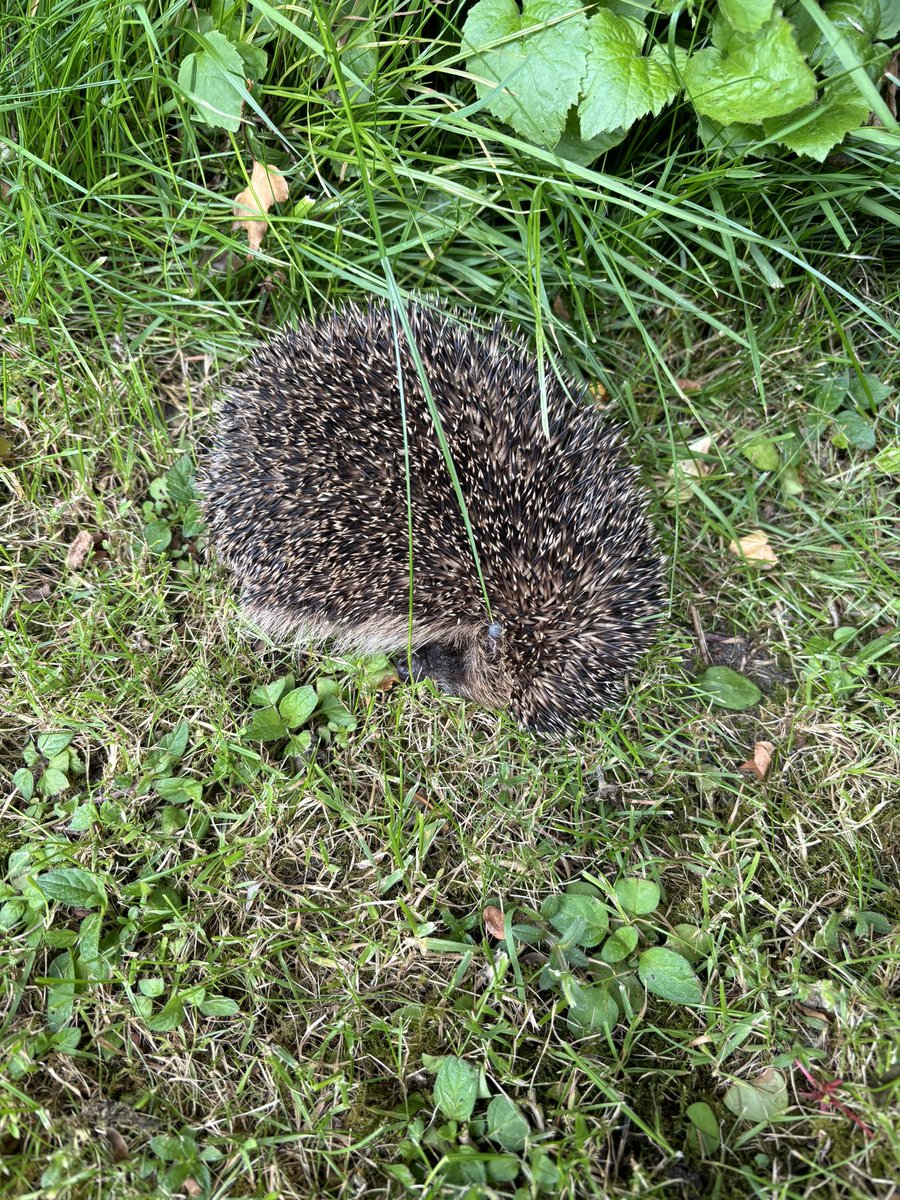 Prof Vince Bissell tweet media