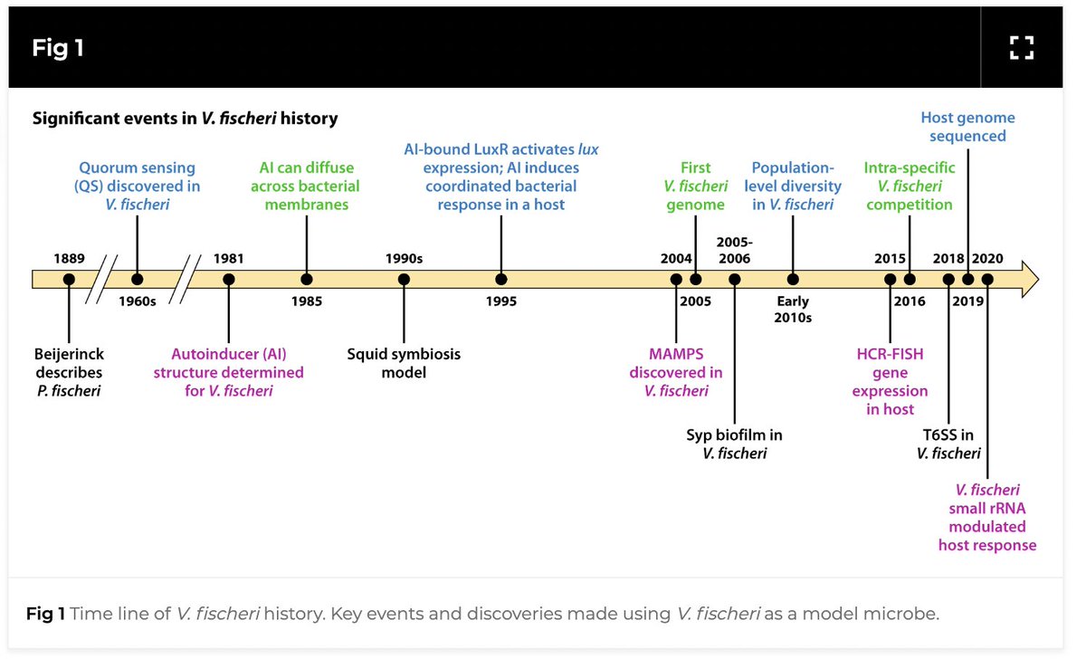 Editor's Choice:  The newest addition to our History of Microbial Model Systems collection comes from Karen Visck and Alecia Septer and focuses on Vibrio fischeri.  
journals.asm.org/doi/10.1128/jb…
<a href="/ASMicrobiology/">ASM</a> <a href="/JBacteriology/">JBacteriology Eds</a>