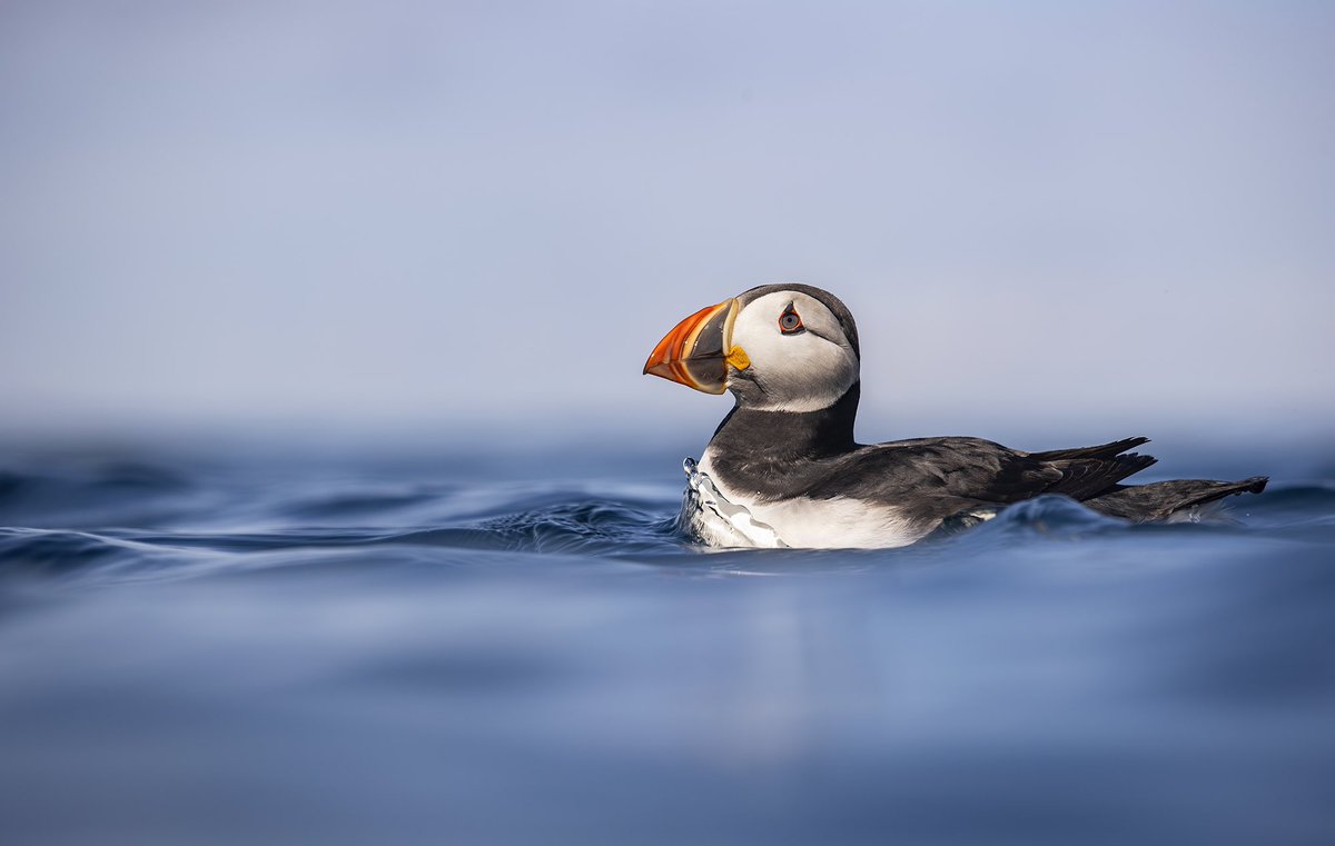 Lewis Pugh tweet media