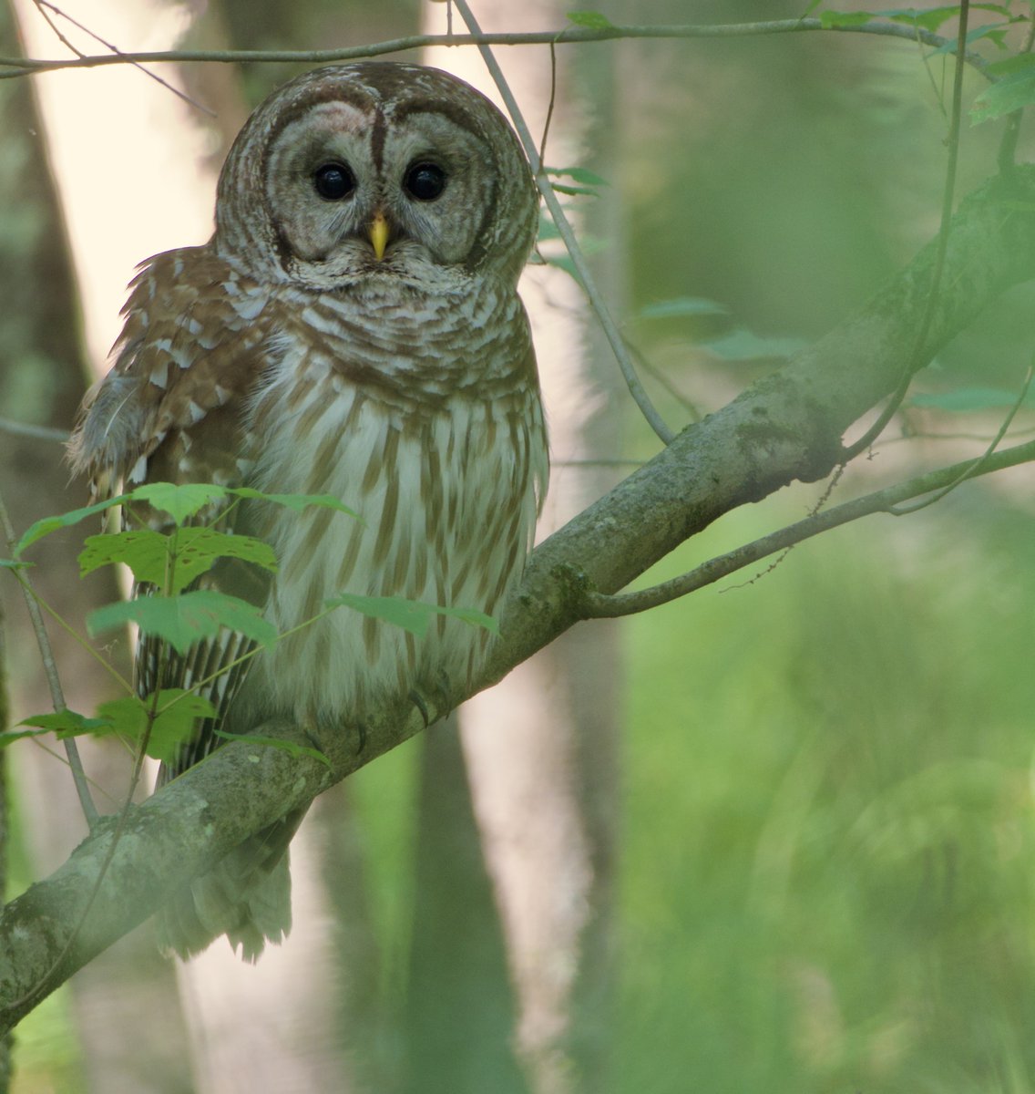 Good Morning. #BarredOwl #Owl #Nature #Wildlife #Photography