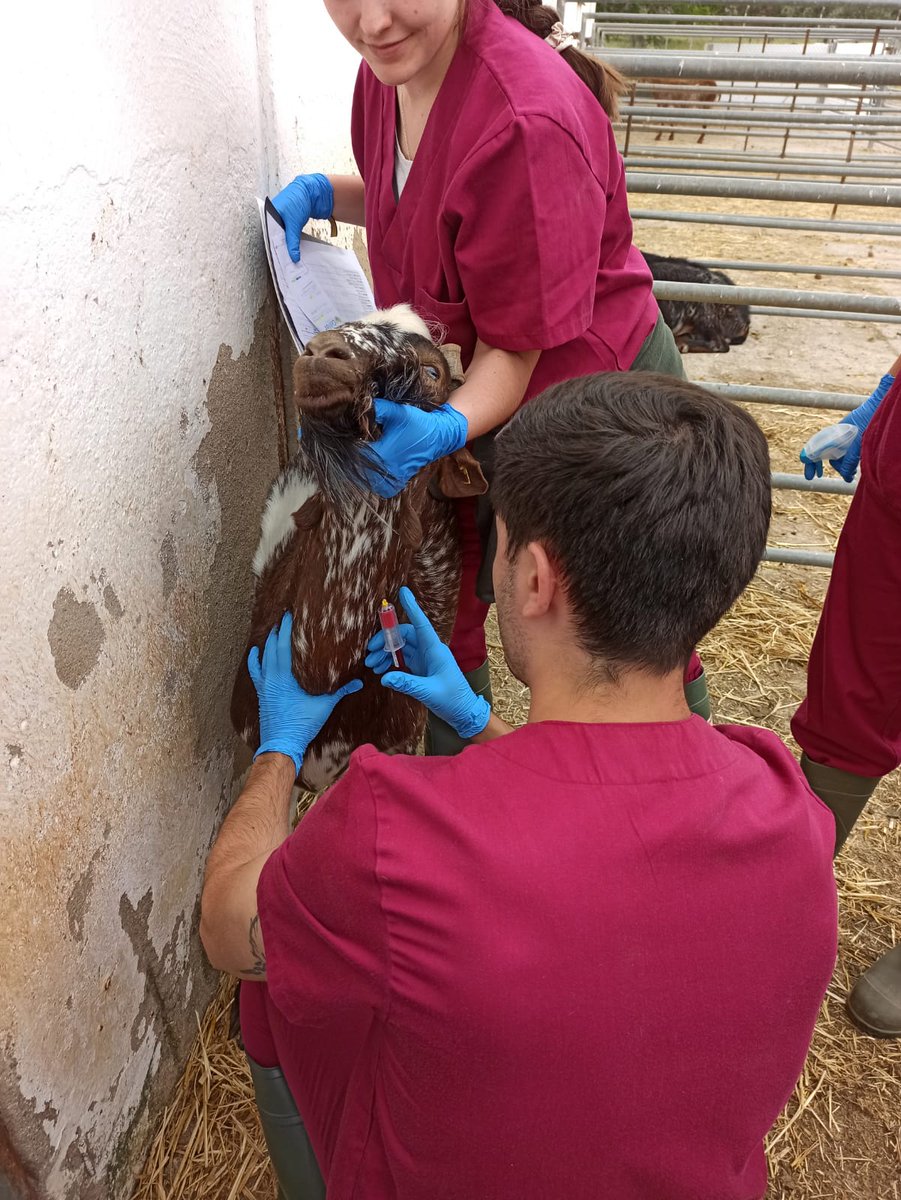 Alumnos de 5º curso del grado de #Veterinaria de la @Univcordoba han finalizado sus prácticas en el centro #IFAPA de Hinojosa del Duque

🧑‍🎓Los futuros veterinarios han aprendido sobre los proyectos desarrollados y las unidades de producción #animal del centro