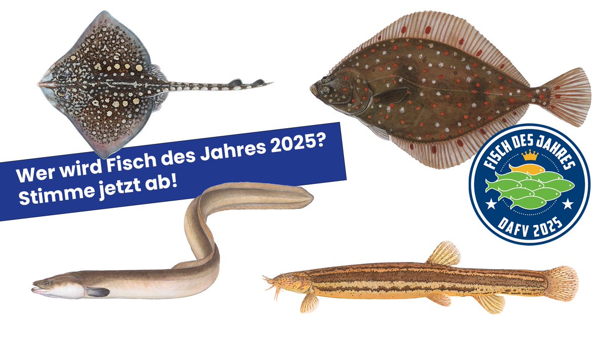 Wählt ab morgen den „Fisch des Jahres 2025“ und tragt aktiv zum Schutz der Fische und Gewässer bei. dafv.de/projekte/fisch… Jetzt mitmachen! survey.lamapoll.de/Fisch-des-Jahr… #fischdesjahres #unsereFlüsse #Biodiversität #wahl