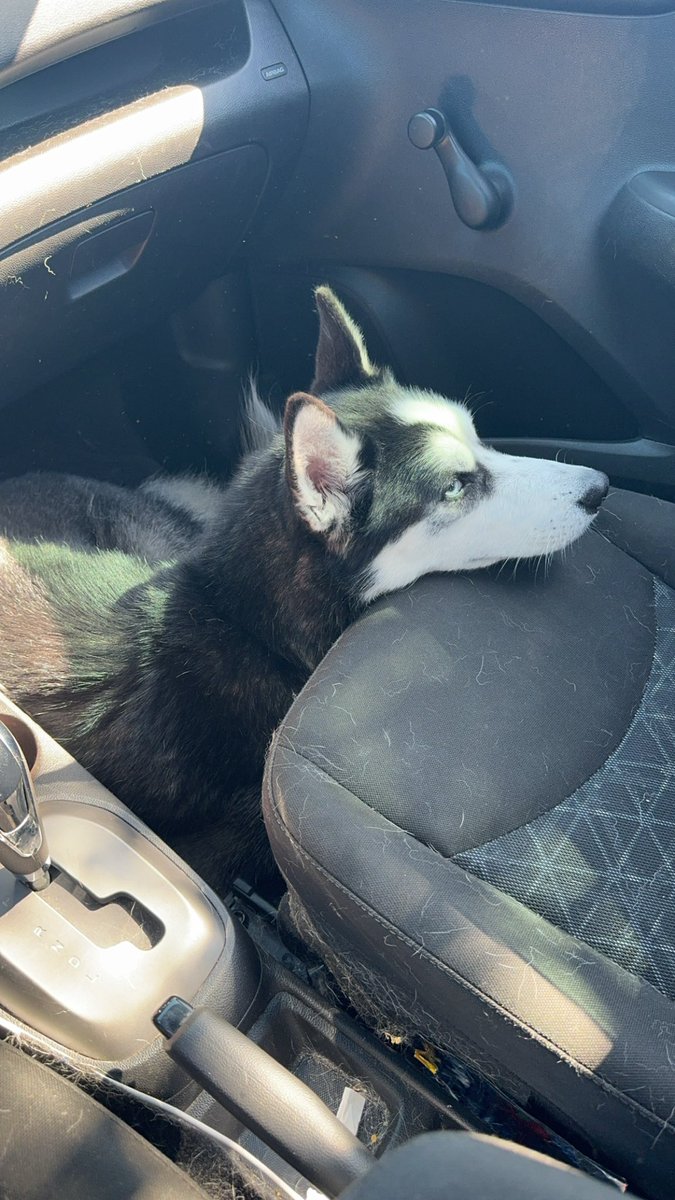 TamiLee7302's tweet photo. Just klaus being weird
#husky #weirddog https://t.co/1ZMLJKxp14